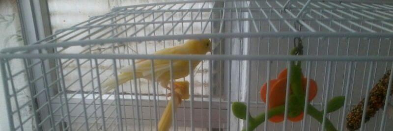 JOSE ANTONIO ARAGUAS banner