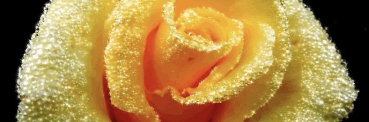 Elizabeth81004's profile banner image