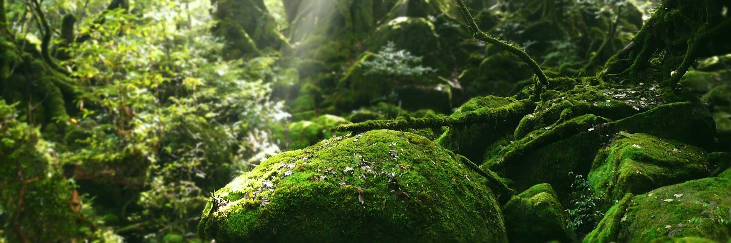 jun_Yakushima's profile banner image