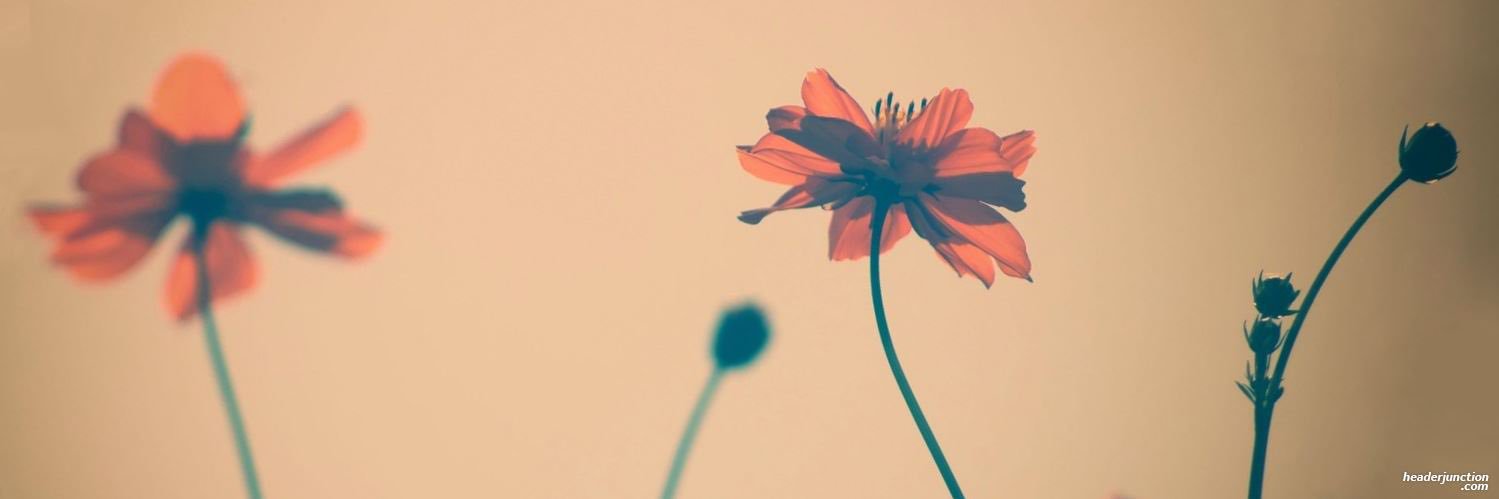 drmarisarivas's profile banner image