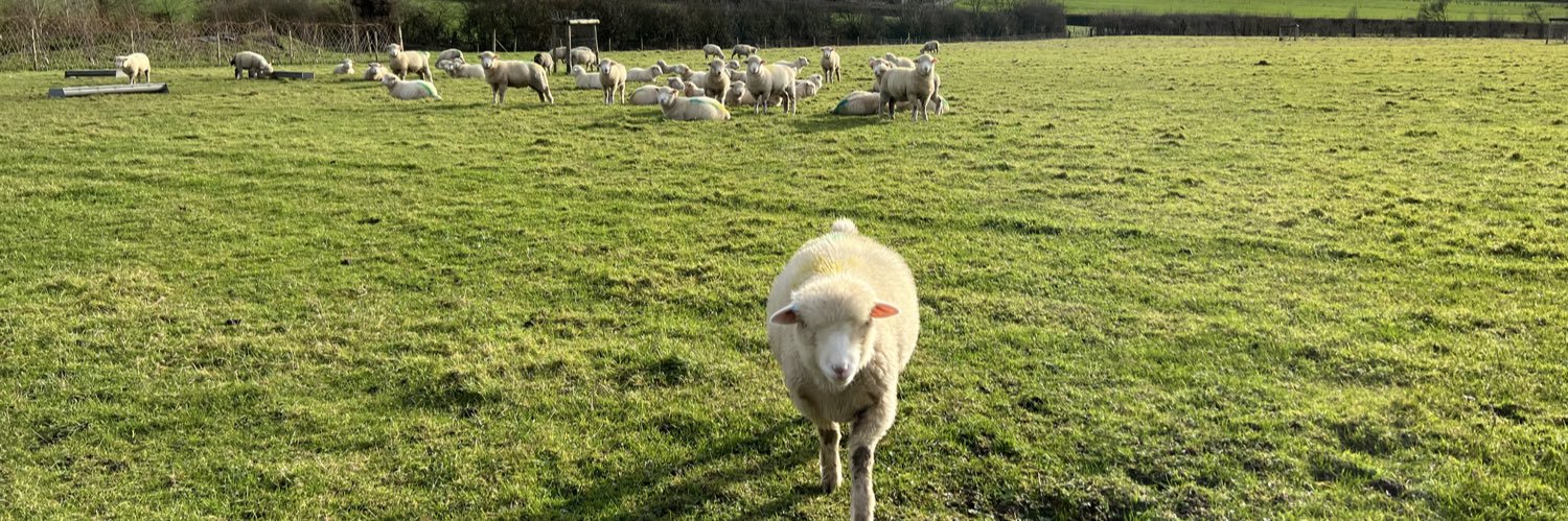 Renae Renée - 🐑 banner