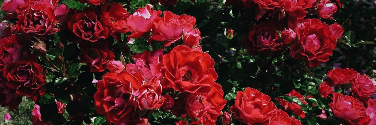 strictlysabrina's profile banner image