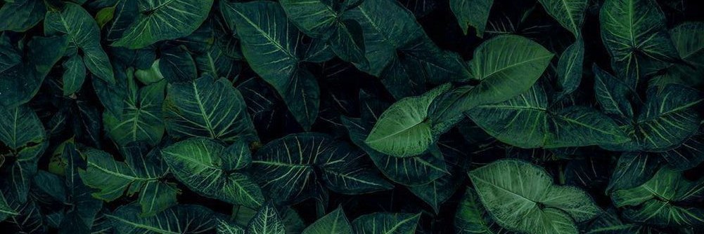 codyjbird's profile banner image
