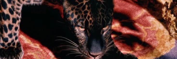 araxaar's profile banner image