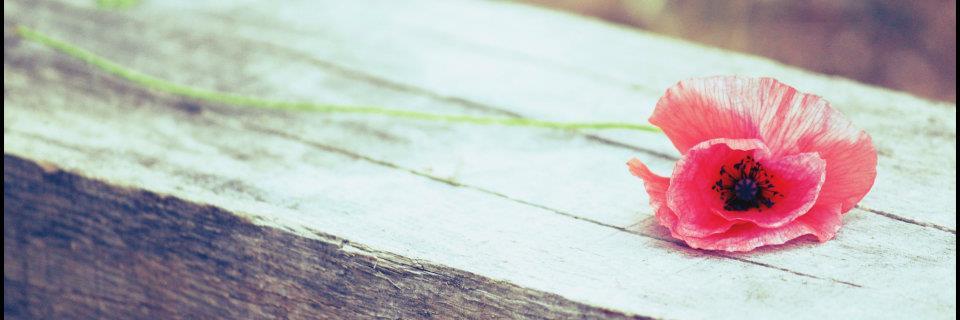 Caroline_G__'s profile banner image