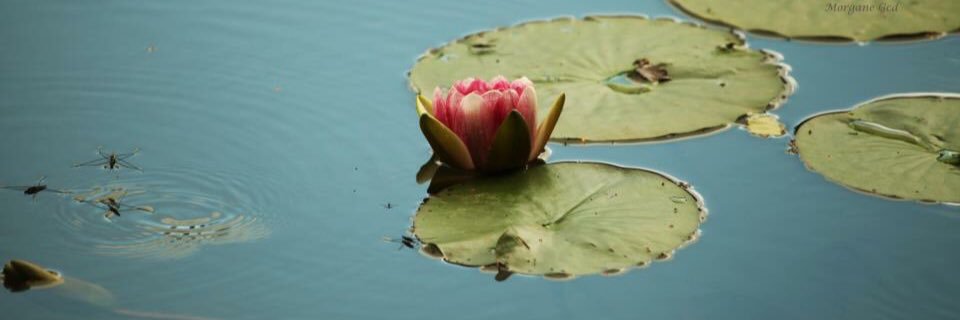 MorganeGcd's profile banner image