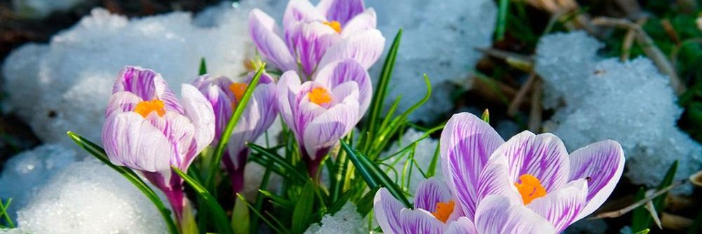 Steve Mathisen No DM's banner