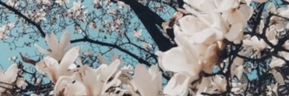 beaniemai's profile banner image
