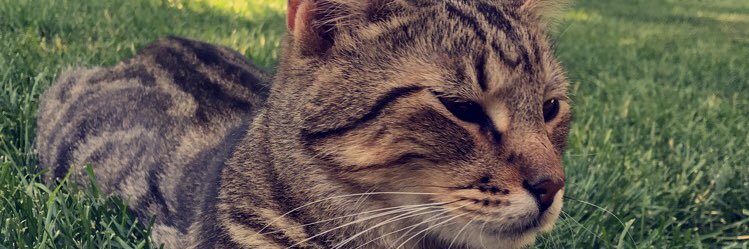 MadBo2's profile banner image