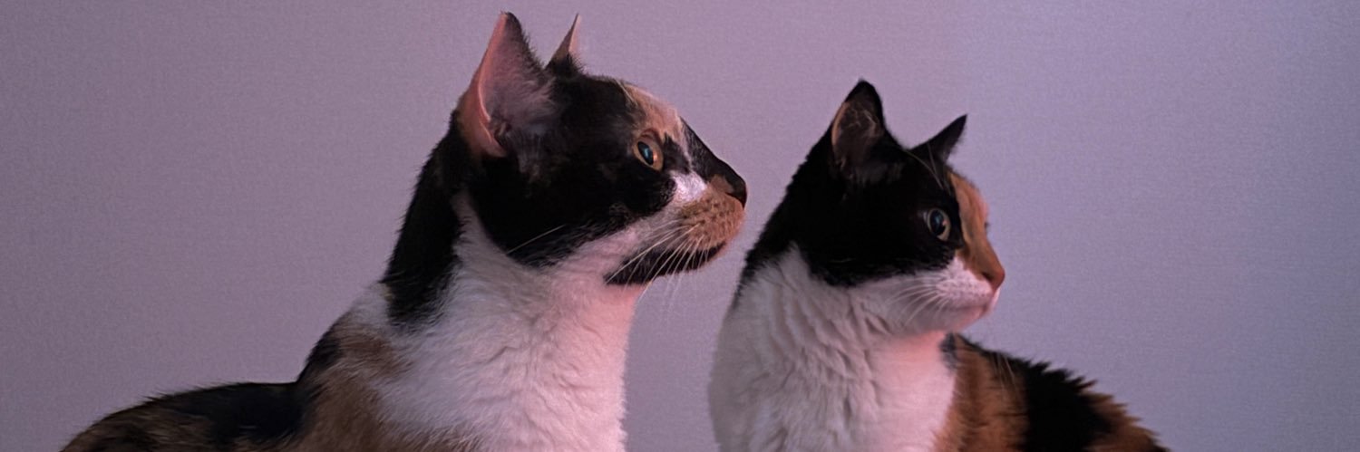 julia_petitg's profile banner image