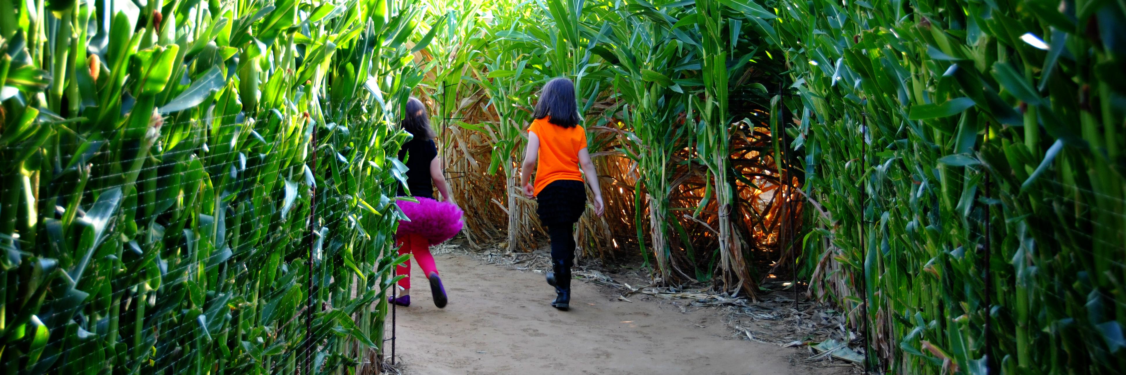 valleycornmaize's profile banner image