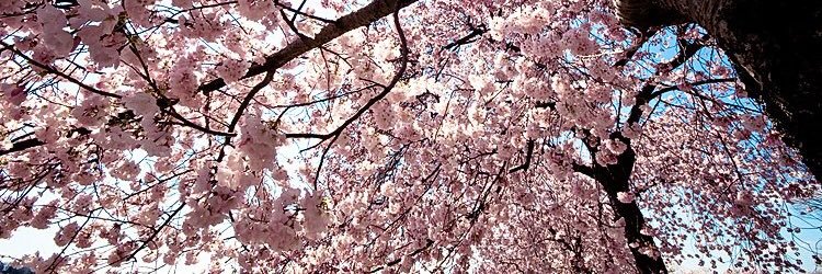 jossybooop's profile banner image