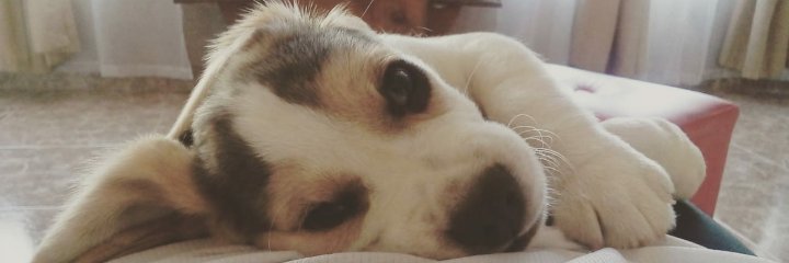 LunaCBA's profile banner image