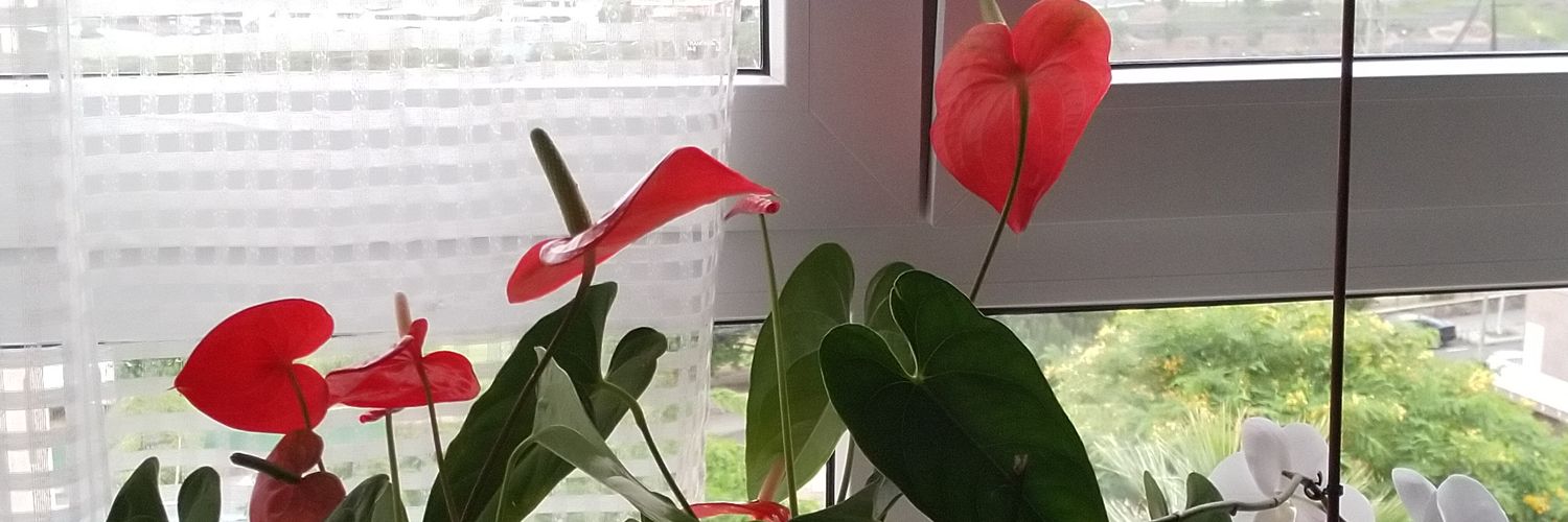 sgaguty's profile banner image