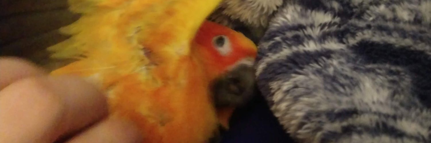 paperscribbel's profile banner image