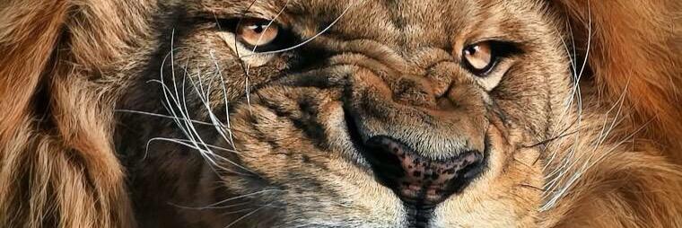 RiseNRoar's profile banner image