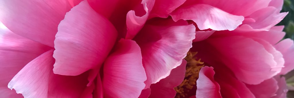 Mollls___'s profile banner image