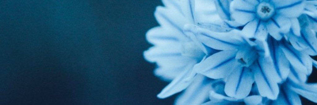 alba_anna's profile banner image
