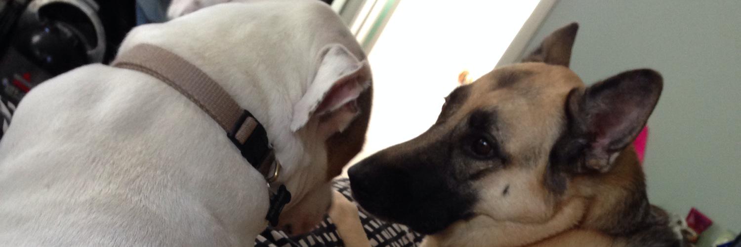 AbstractPups's profile banner image