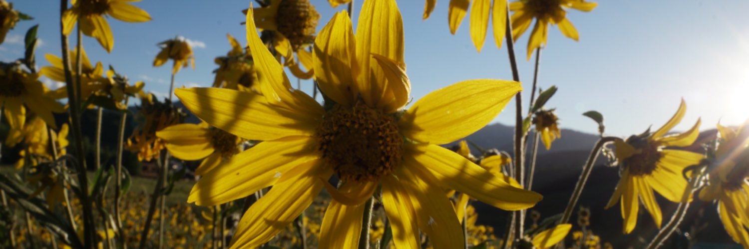 lizzy_part's profile banner image