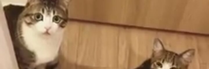 PurnomoToil's profile banner image