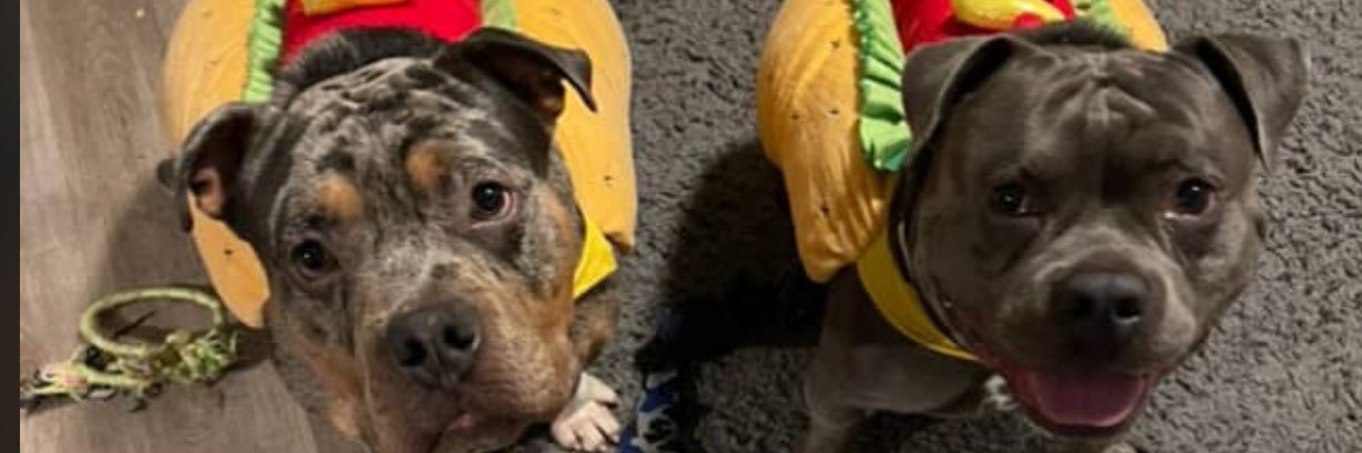 Judge Judy 👻 banner