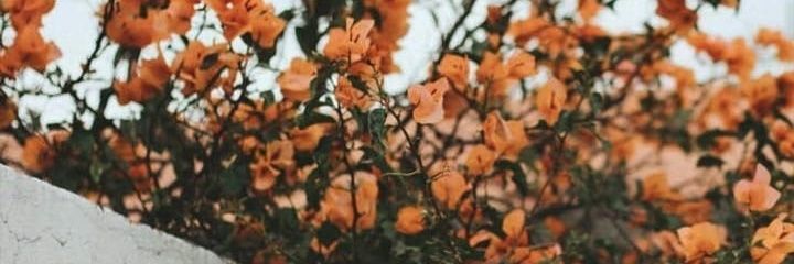 vanessamoura_s's profile banner image