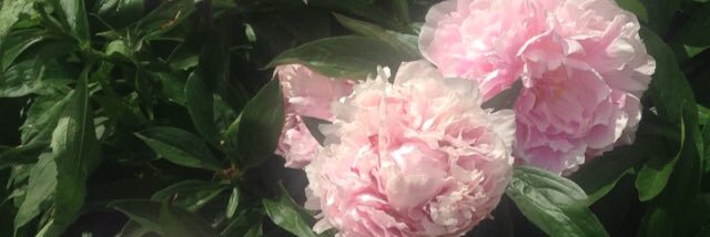 trinny66's profile banner image
