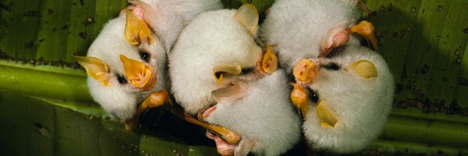 Merlin Tuttle’s Bat Conservation banner