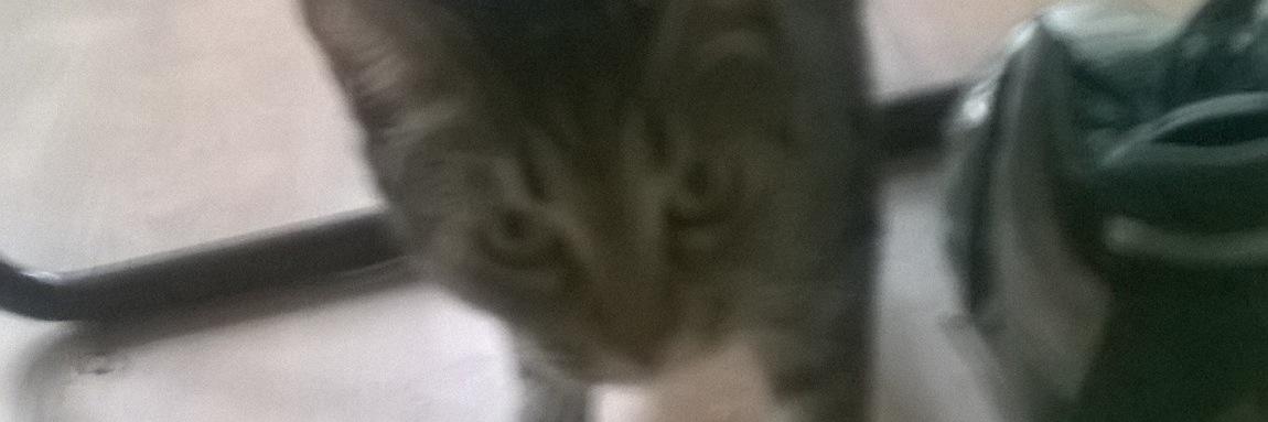 leilathekitten's profile banner image