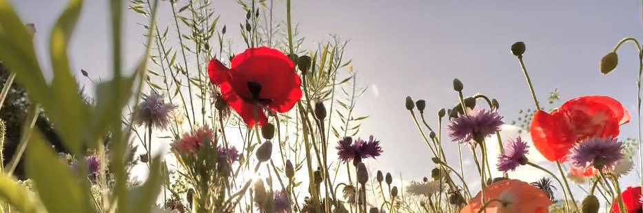 jalilapoole's profile banner image