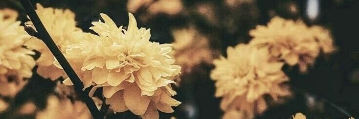 a_schauman's profile banner image