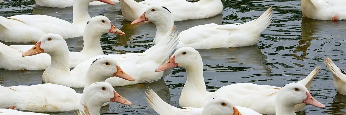 Guivigue's profile banner image