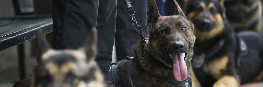 Col_cops's profile banner image