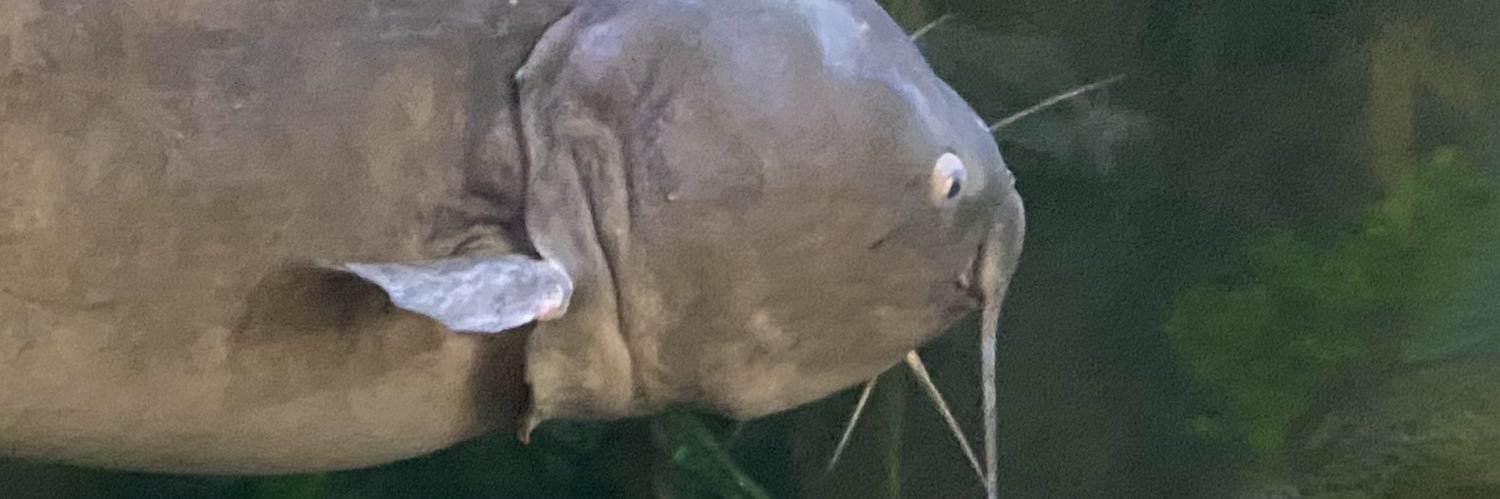 geckomeat's profile banner image