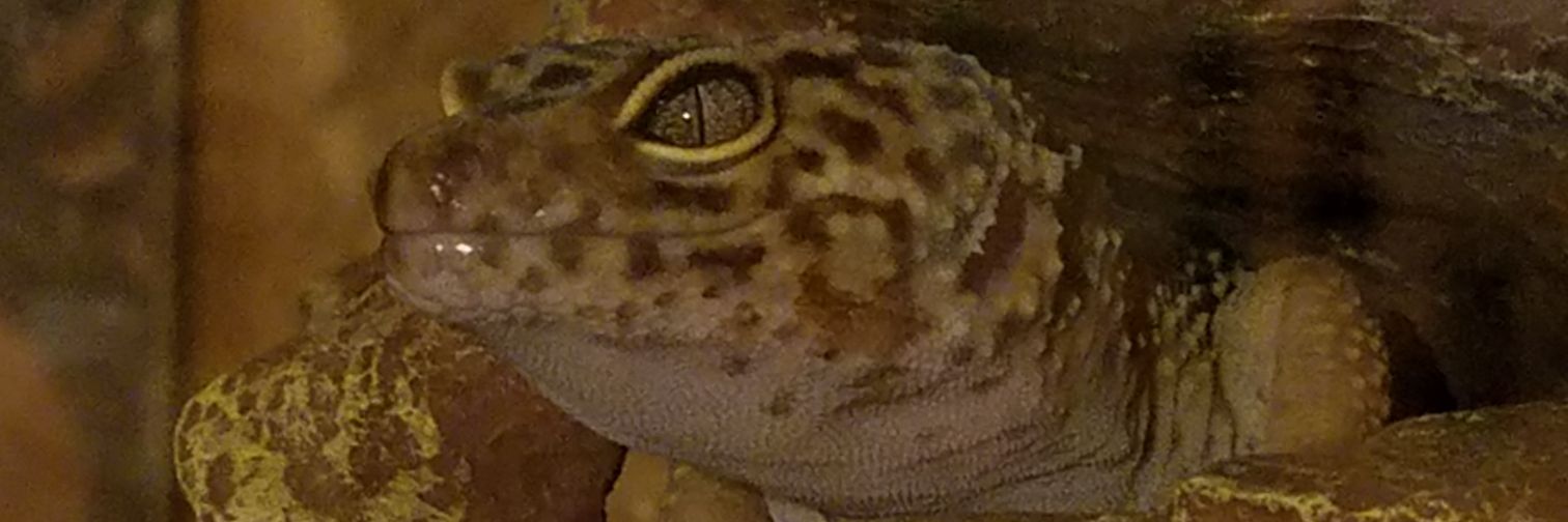 fixiepat's profile banner image