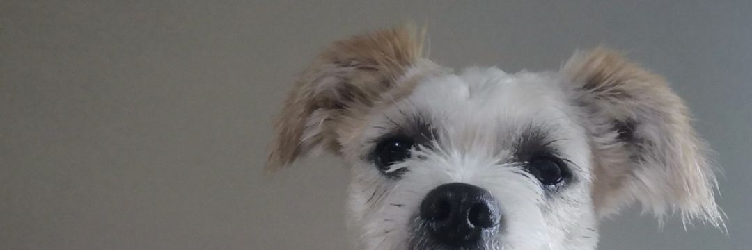 jasmine_reeve's profile banner image