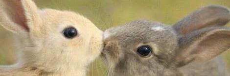 ariusa_rabbit's profile banner image