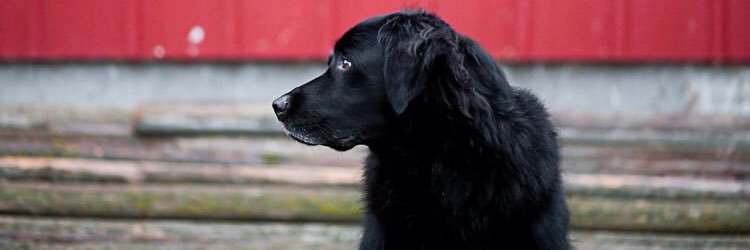 haley_poulos's profile banner image