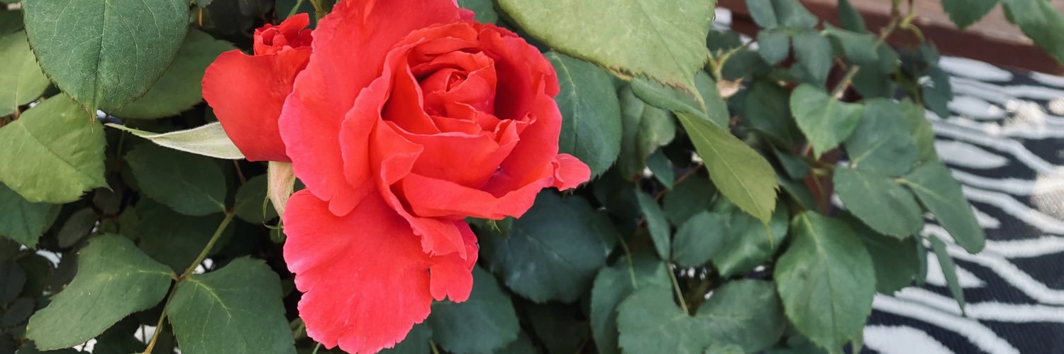 _Emily_Conner_'s profile banner image