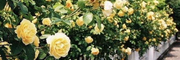 keeponlyin2ya Profile Banner