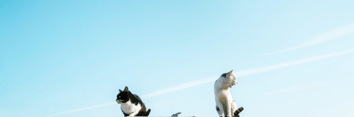 nyan__daful's profile banner image