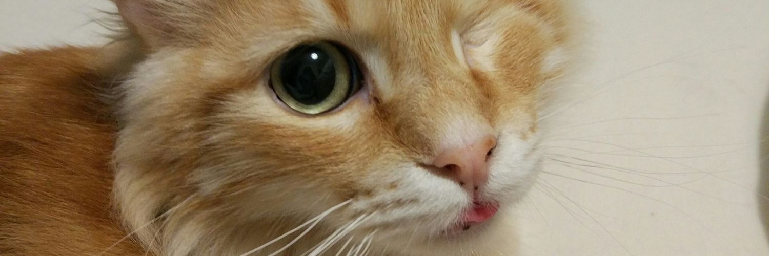 danianiRM's profile banner image