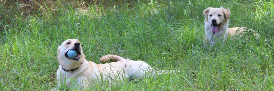 JessicaMacKlein's profile banner image