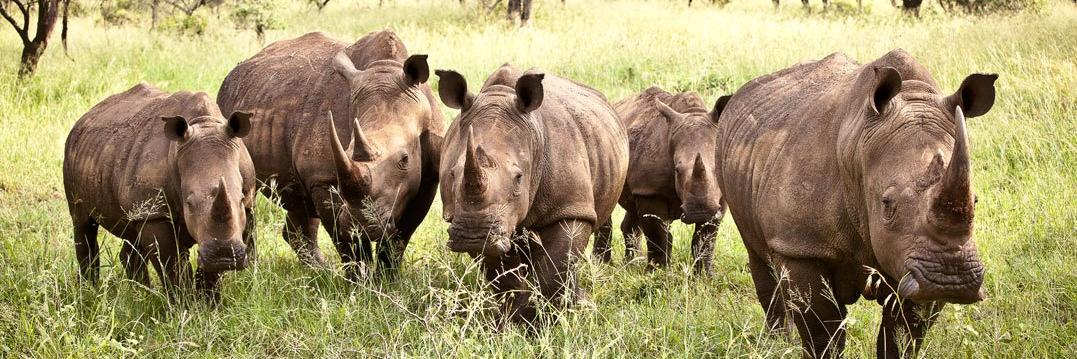 ManyoniGameReserve banner