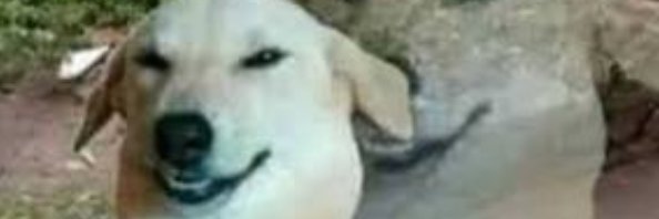 pedroo_sweet's profile banner image