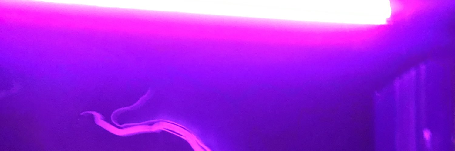 _dinizr's profile banner image