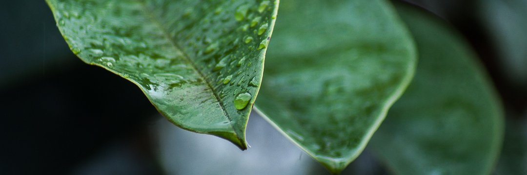 rutpinotta's profile banner image