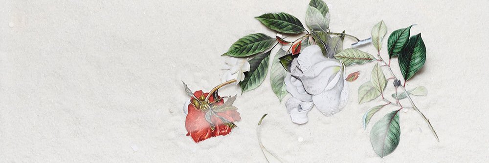 elysiaann's profile banner image