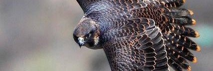 atef_shsh's profile banner image